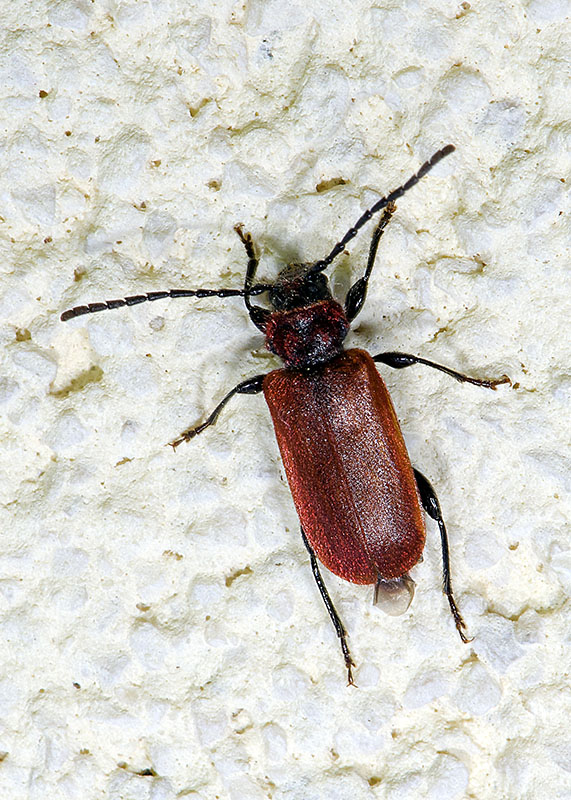 Cerambycidae: Pyrrhidium sanguineum
